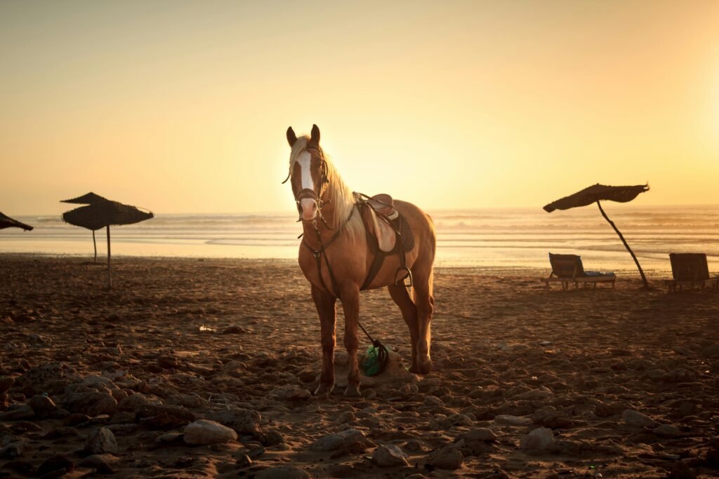 well trained beach horses to ride in dubai