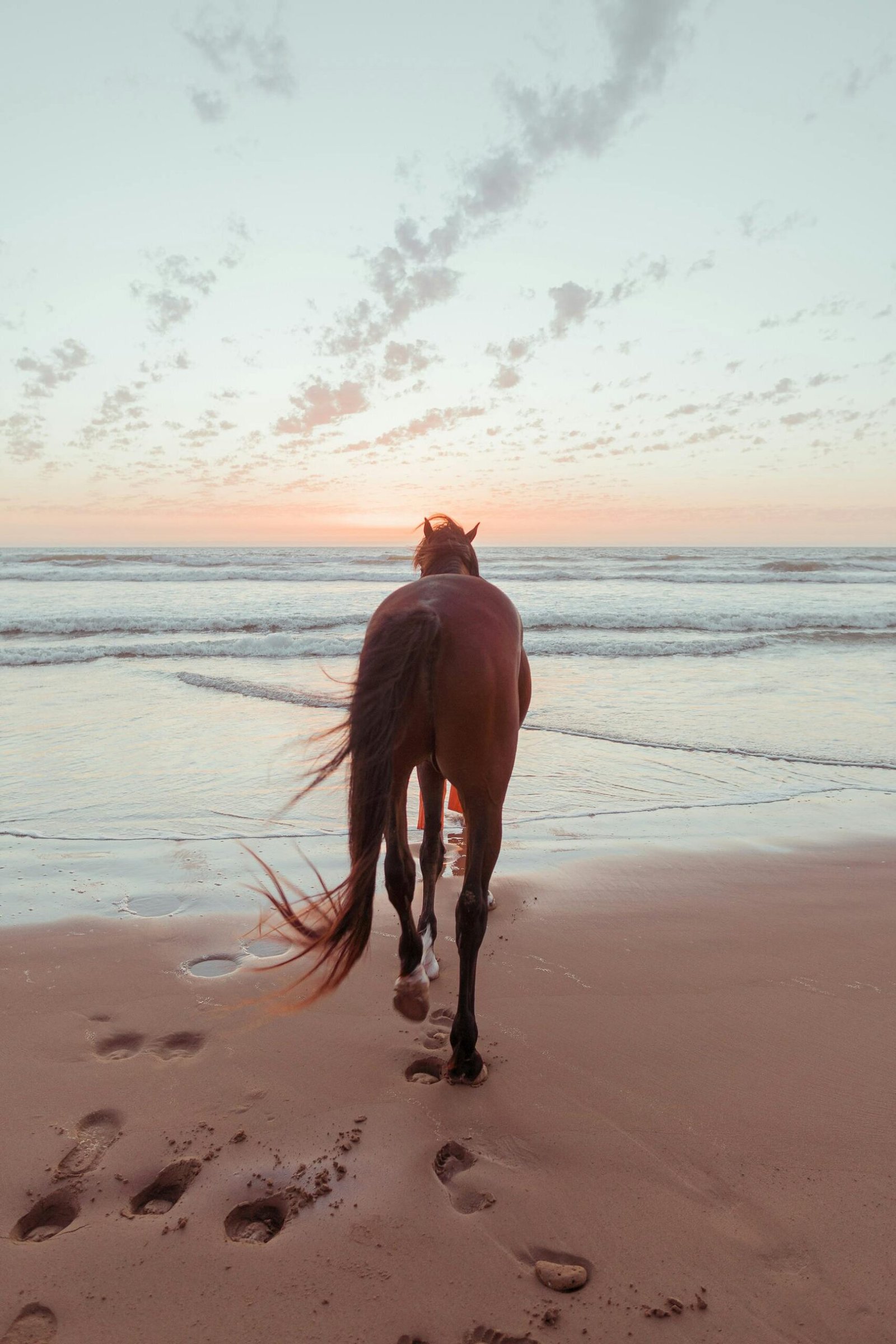 our best horses in beach